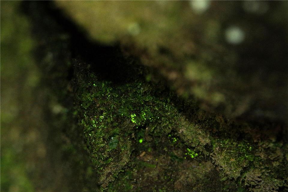 Leuchtmoos erzeugt für sich selbst das für die Photosynthese erforderliche Licht. Hartmut Landgraf/Nationalparkverwaltung Sächsische Schweiz/dpa