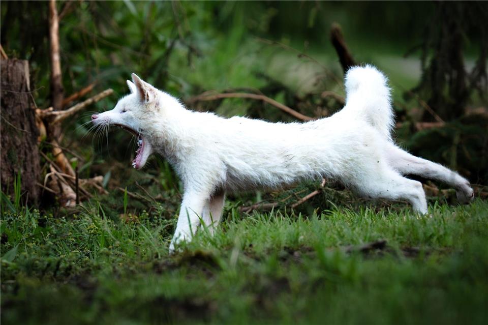 Leuzismus kann bei vielen Wildtieren auftreten, ist aber bei Rotfüchsen selten.Dominik Reigl/LBV/dpa