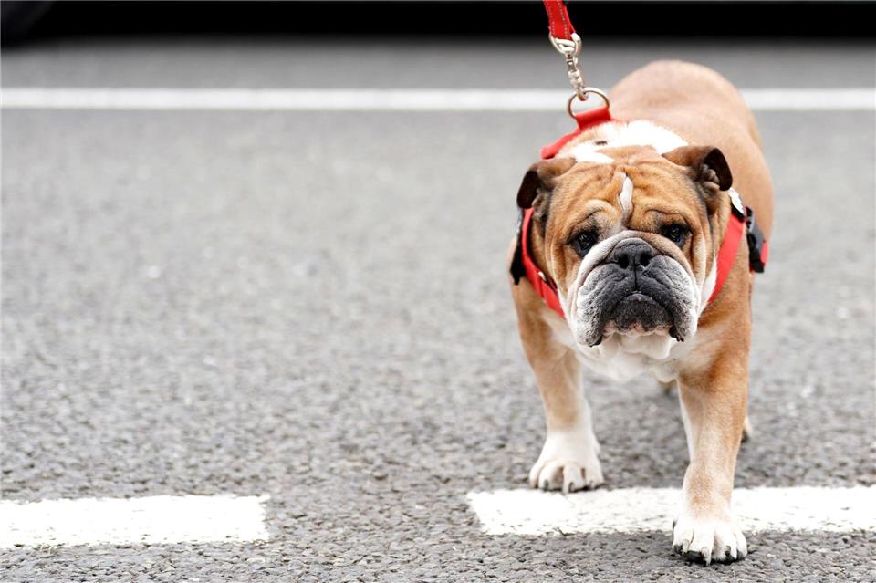 Lewis Hamilton bangt um seinen Hund. (Archivbild)Tim Goode/PA Wire/dpa