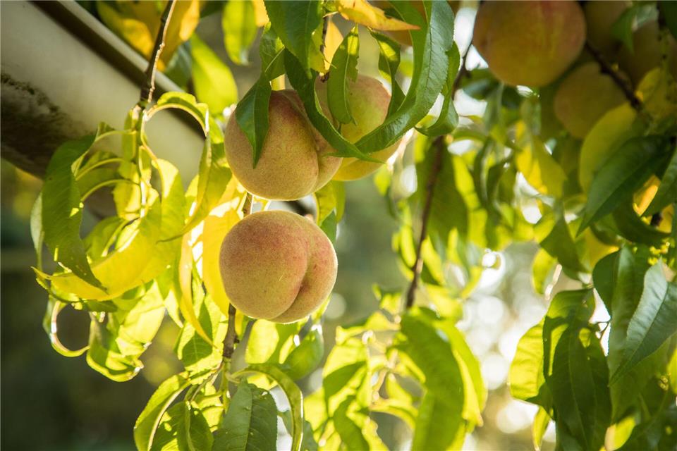 Lieben es warm: Für Arten wie Pfirsich, Aprikose oder Nektarine ist April ein guter Pflanzzeitpunkt.picture alliance / dpa-tmn