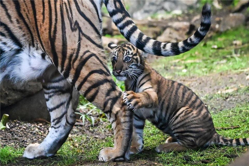Lilly ist mittlerweile immer häufiger für Besucher zu sehen.Jens Kalaene/dpa
