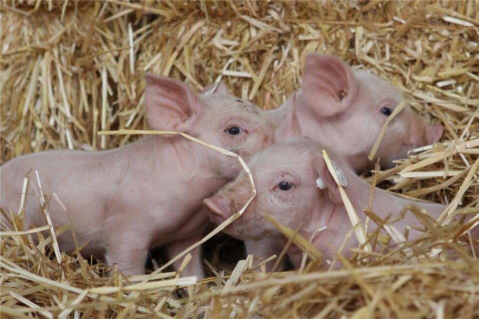 Linken-Chefin Ines Schwerdtner beruft sich gern auf die Fabel von den drei kleinen Schweinchen. (Archivbild)picture alliance / dpa