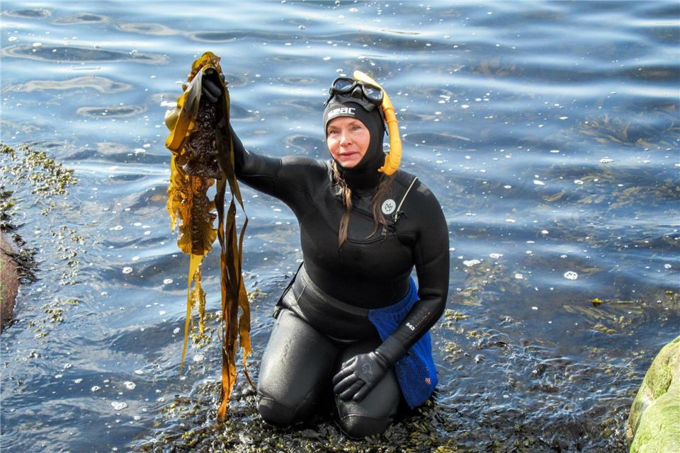 Linnea Sjögren taucht auf mit ihrer Ernte: Frisch geerntete Algen in Braun, Rot und Grün – für die Gründerin von Catxalot sind sie echte Multitalente.Sabine Glaubitz/dpa-tmn