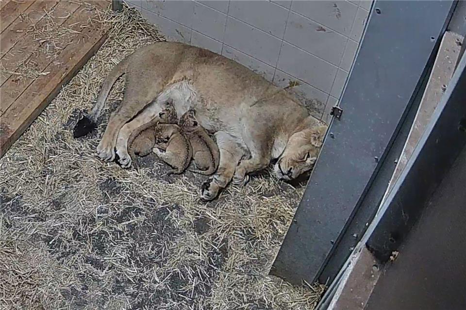 Löwenmutter Heidi kümmert sich im Zoo Schwerin um ihre Babys. -/Zoo Schwerin/dpa