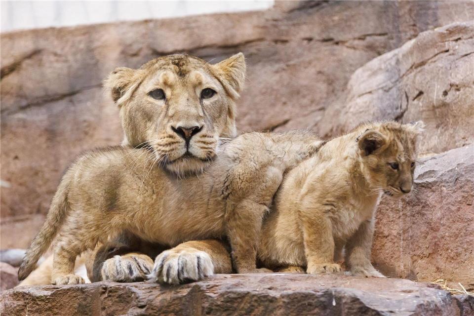 Löwin Aarany bekommt nicht zum ersten Mal Nachwuchs im Nürnberger Tiergarten. (Archivbild)Daniel Karmann/dpa