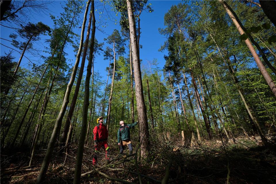 Luca Biedermann und Sebastian Müller, Mitarbeiter vom Forstlichen Bildungszentrum in Arnsberg stehen an einem Baum im Wald.Bernd Thissen/dpa