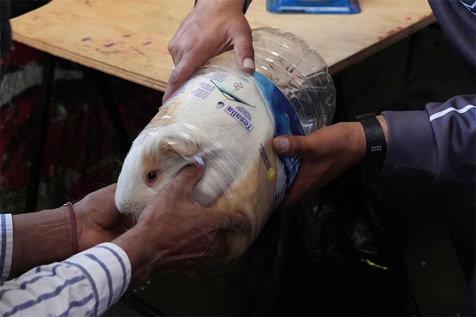 „Luchito“ wurde bei den Feierlichkeiten in Salcedo zum schwersten Meerschweinchen gekürt.Dolores Ochoa/AP/dpa