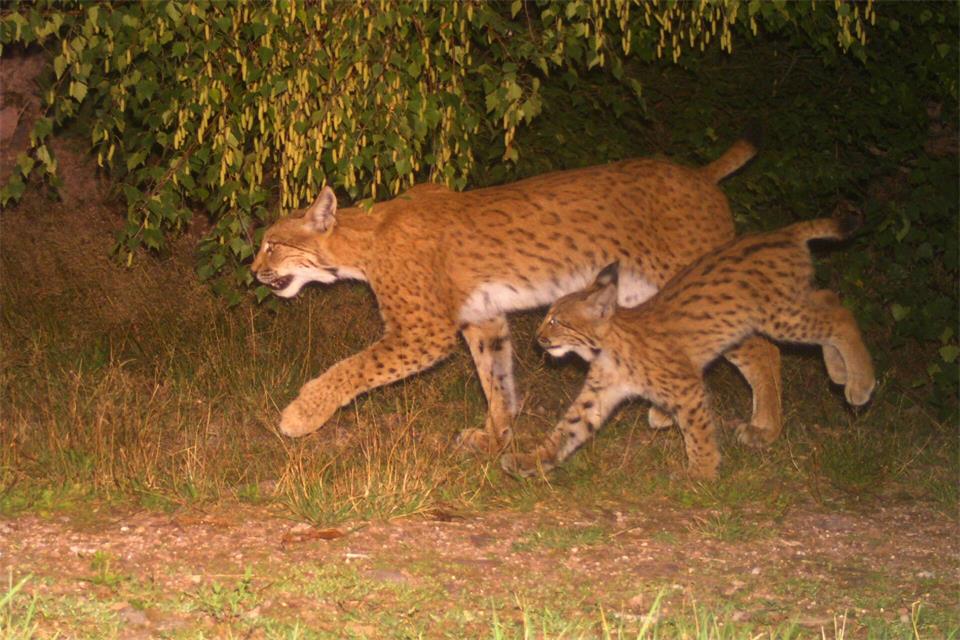 Luchsin Vreni ist mit ihrem Nachwuchs in eine sogenannte Fotofalle im Thüringer Wald getappt. ---/Projekt Luchs in Thüringen/dpa