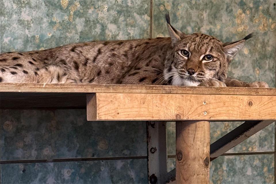 Luchskatze Missy hat in diesem Jahr zweimal Nachwuchs bekommen. Die Jungtiere haben nicht überlebt. (Archivbild)Zoo Wuppertal/dpa