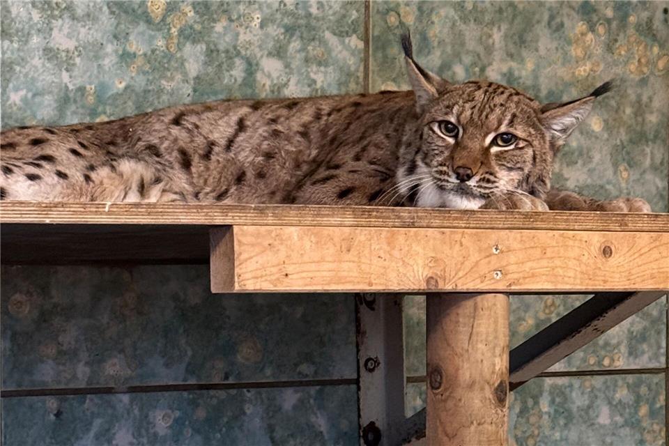 Luchskatze Missy ist im besten Zuchtalter. (Archivbild)Zoo Wuppertal/dpa