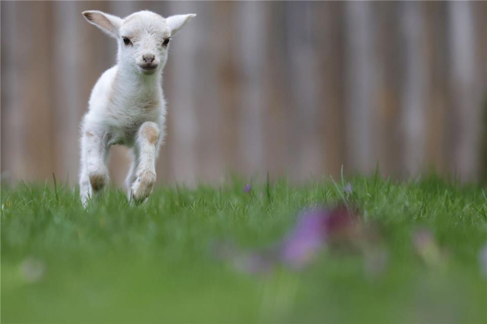 Luisl, das Lämmchen, springt über ein Wiese.Thomas Warnack/dpa