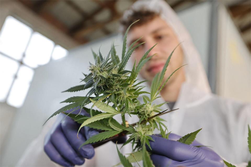 Lukas Lehma vom Verein „Dein Cannabis Social Club e.V.“ schneidet die Blütenstände der Cannabispflanzen herunter.Matthias Bein/dpa