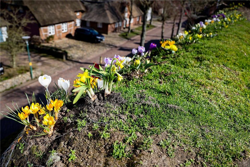 Maas ist zuversichtlich, dass er sich noch eine Zeit lang um seine Blumen kümmern und Zwiebeln nachpflanzen kann.Frank Molter/dpa