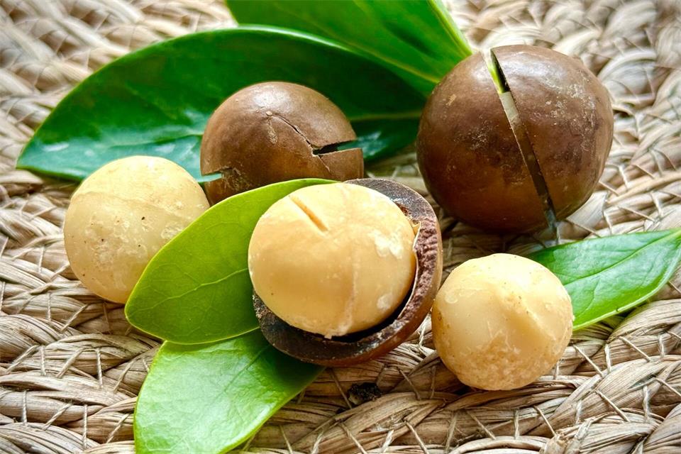 Macadamia-Nüsse haben eine buttrige, fast cremige Konsistenz. Carola Frentzen/dpa