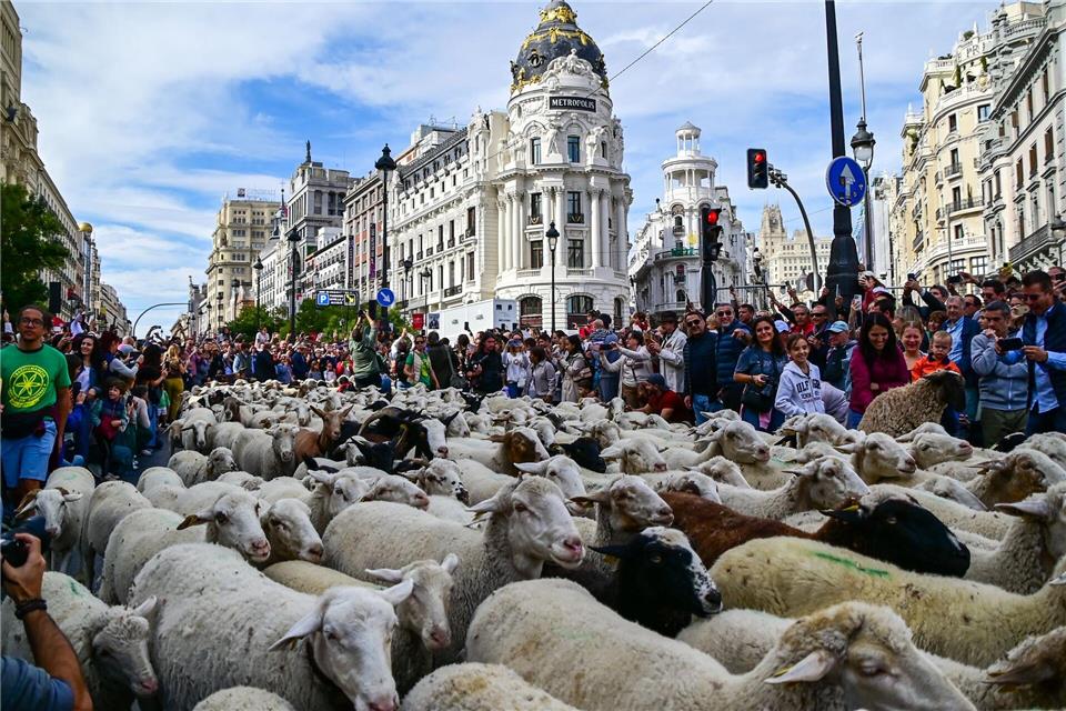 Madrid feiert den Tag der Wanderschäferei mit ganz vielen Schafen.Richard Zubelzu/ZUMA Press Wire/dpa