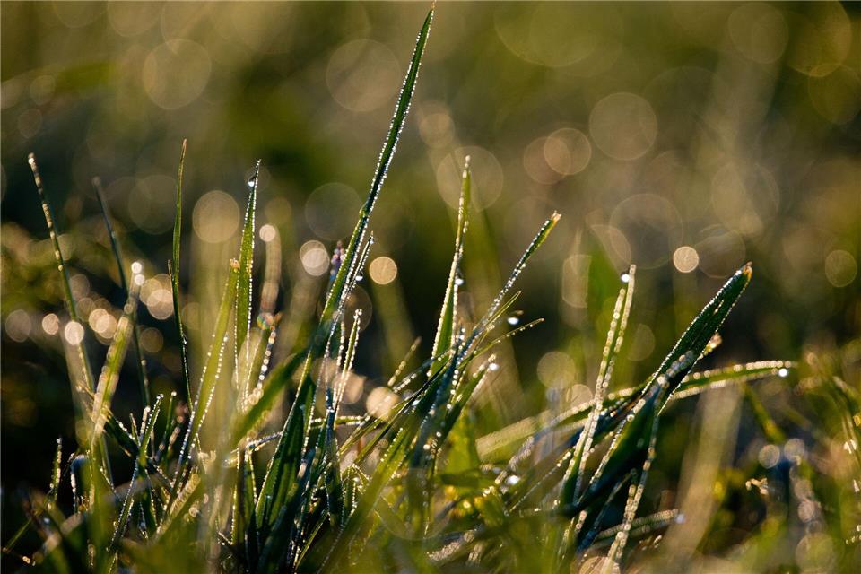 Mähen im Herbst ist wichtig, denn der Rasen sollte im Winter nicht zu lang sein.Patrick Pleul/dpa/dpa-tmn