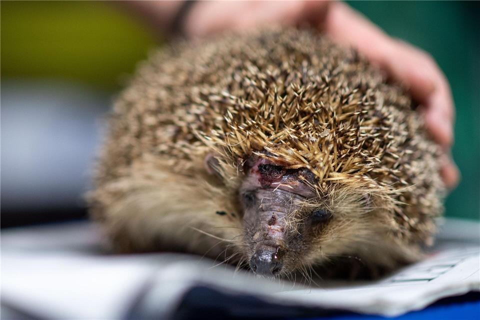 Mähroboter sind nach Nabu-Einschätzung die größte Bedrohung für Igel. (Archivbild)Marius Becker/dpa