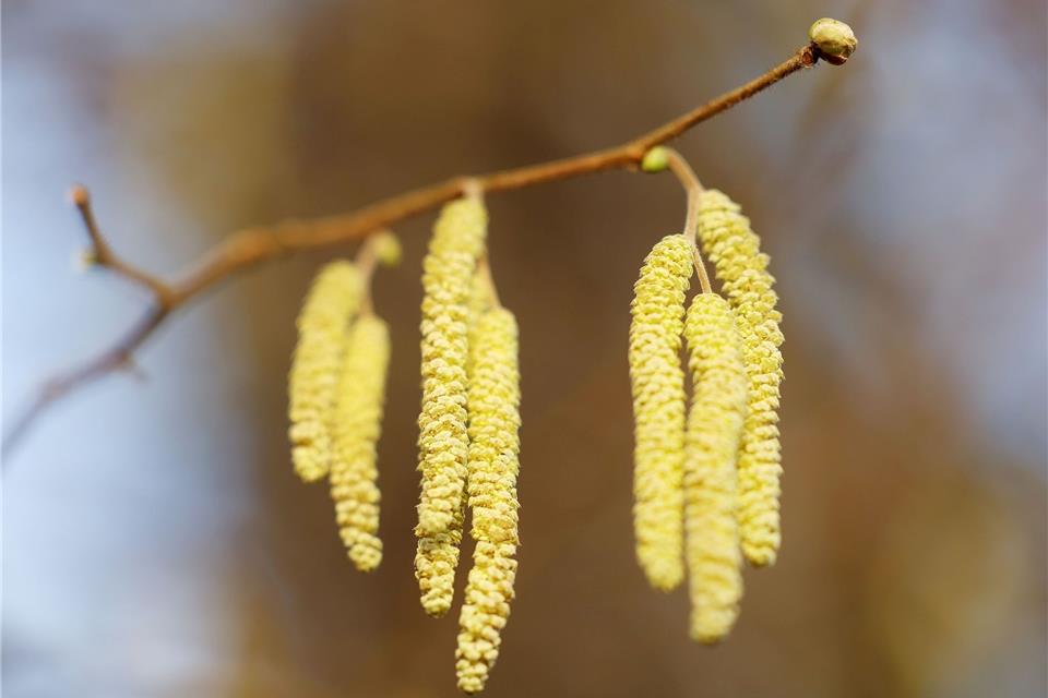 Männliche Blüten hängen in der Flora am Haselnussstrauch (Corylus avellana).