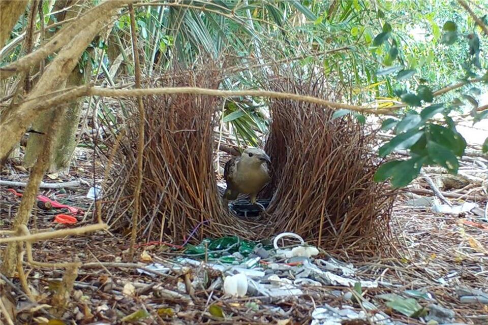 Männliche Laubenvögel bauen aufwendige Balzplätze und dekorieren diese anschließend für die Weibchen.Caitlin Evans/University of Exeter/dpa