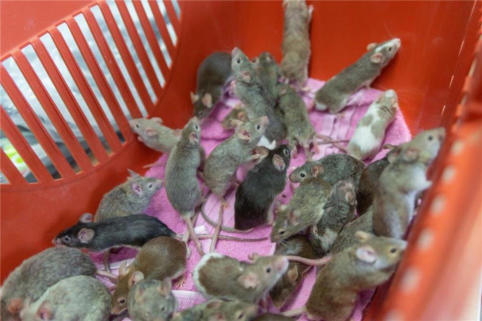 Mäuse können sich wahnsinnig schnell vermehren - und Tierbesitzer deshalb besonders schnell überfordern.---/Tierschutzverein Groß-Essen e.V./dpa