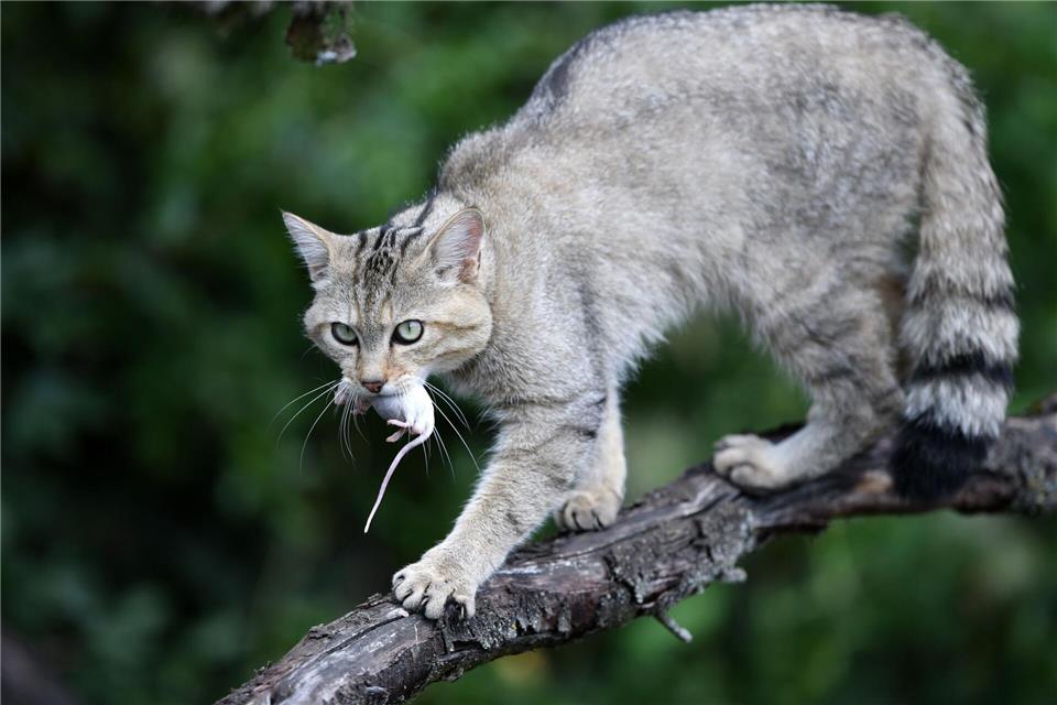 Mäuse zählen zur bevorzugten Beute von Wildkatzen. (Archivbild)Martin Schutt/dpa-Zentralbild/dpa