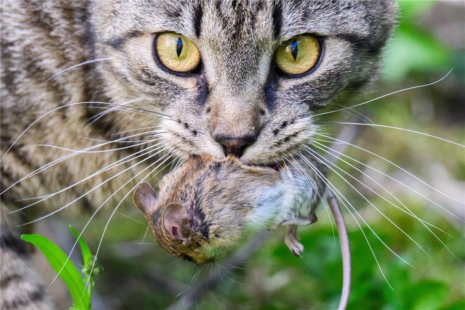 Mäusefänger, Vogelfresser - Zuviel Katzen im Südwesten. (Archivbild)Julian Stratenschulte/dpa