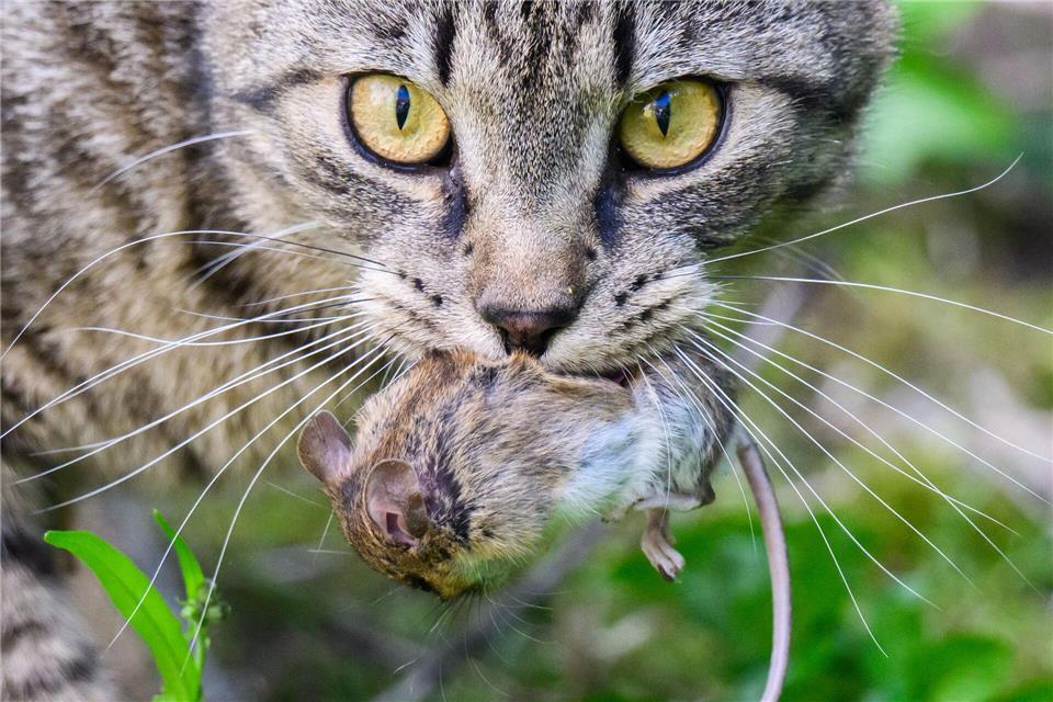 Katzenflut im Südwesten - Kastrationspflicht viel zu selten Mäusefänger, Vogelfresser - es gibt zuviele Katzen im Südwesten. (Archivbild)Julian Stratenschulte/dpa
