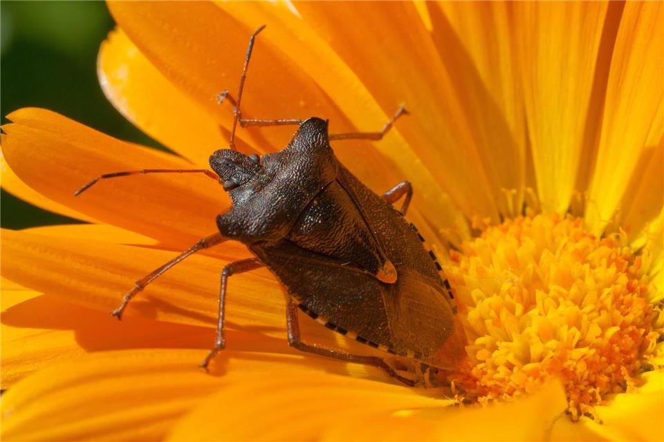 Mag es im Winter warm: Die Baumwanze ist aber in Totholz- oder Laubhaufen besser aufgehoben als in der Wohnung.Tim Brakemeier/dpa/dpa-tmn