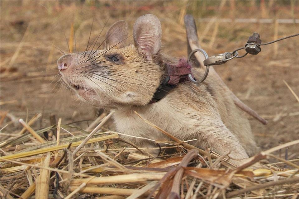 Magawa war ein wahrer Meisterschnüffler, wenn es um Minen ging. (Archivbild)Pdsa/PA Media/dpa