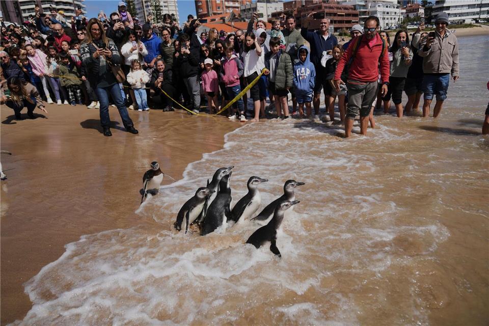 Bilder des Tages Magellan-Pinguine waten während einer Auswilderung in Uruguay ins Meer, nachdem sie einen Rehabilitationsprozess durchlaufen haben.Matilde Campodonico/AP/dpa