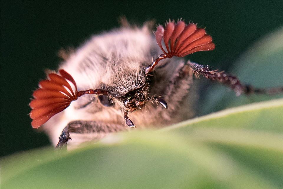 Maikäfer profitieren von den trockenen Bedingungen. (Archivbild)Boris Roessler/dpa