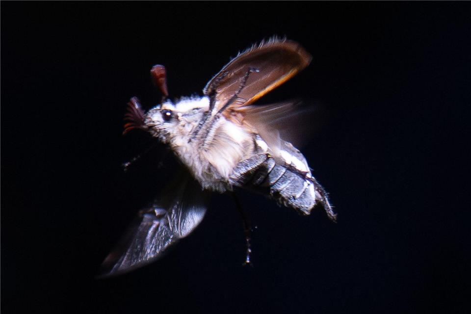 Maikäfer schwirren mit Einbruch der Dunkelheit aus.Boris Roessler/dpa