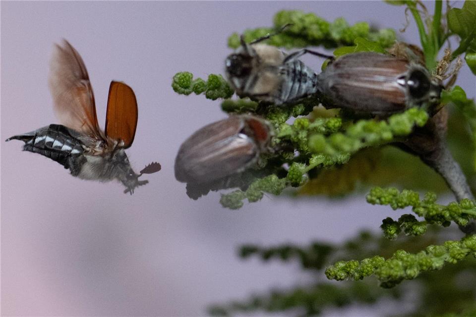 Maikäfer schwirren mit Einbruch der Dunkelheit um eine Eiche unweit des Flughafens in Frankfurt.Boris Roessler/dpa