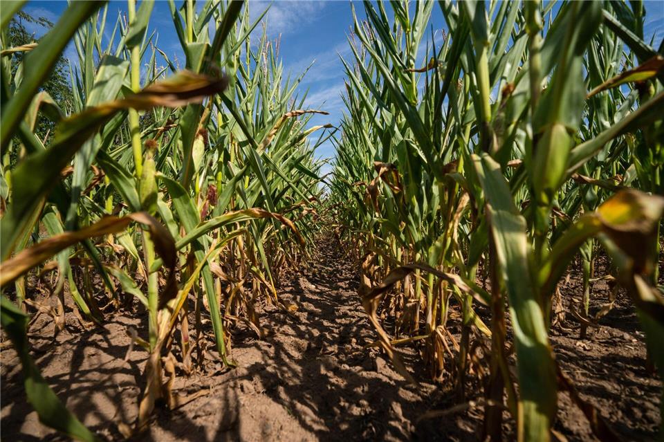 Mais wird in Bayern vor allem als Tierfutter oder für Biogasanlagen verwendet. (Archivbild)Nicolas Armer/dpa