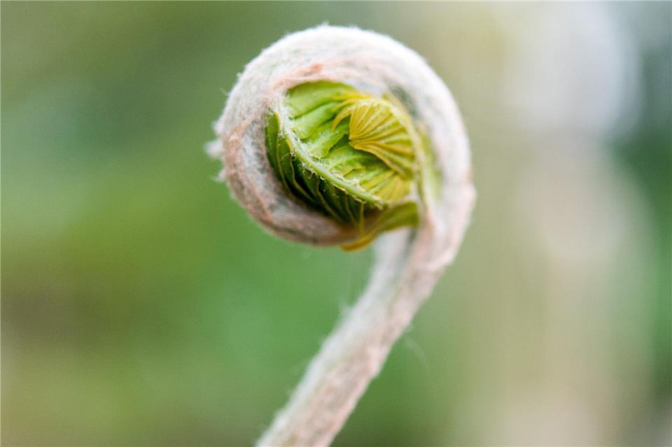 Majestätisch: Königsfarn ist einer der größten Farne für den Garten.picture alliance / Monika Skolimowska/dpa-Zentralbild/ZB