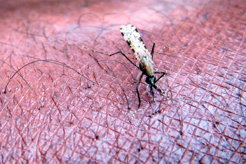 Malaria wird von Mücken übertragen. (Symbolbild)Stephen  Morrison/EPA FILE/dpa