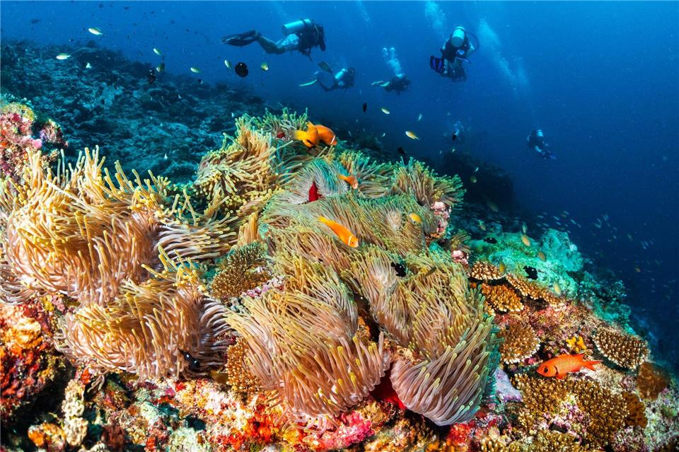 Malediven, wo Taucherträume wahr werden - an einem der vielen Korallenriffe.Visit Maldives/dpa-tmn