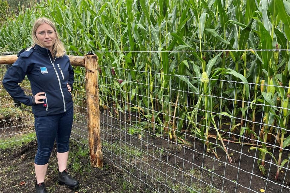 Malin Sümpelmann zeigt den neuen Zaun: An dieser Stelle hat der Wolf mutmaßlich die Umzäunung überwunden.