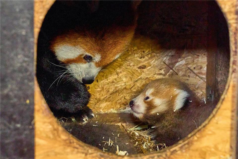 Mama Kamala betreue ihren Nachwuchs liebevoll und zeige sich sehr fürsorglich. (Handout)Tiergarten Kleve/dpa