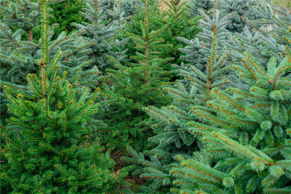 Man kann Weihnachtsbäume auch online bestellen. (Archivbild)Patrick Pleul/dpa