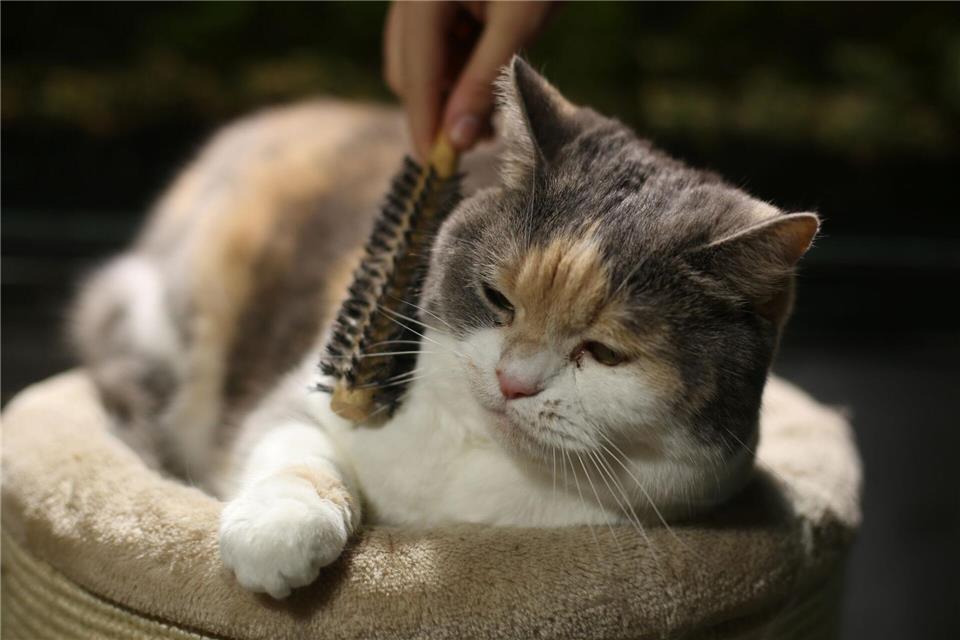 Man kann die Katze beim Fellwechsel unterstützen, indem man sie regelmäßig kämmt.Ina Fassbender/dpa-tmn