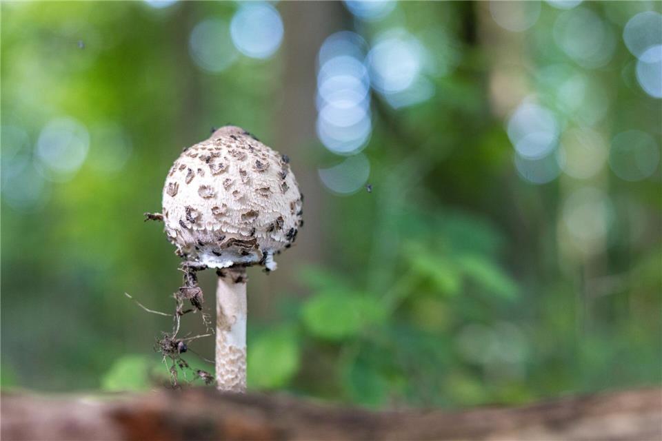 Man sollte nur Pilze mitnehmen, die man sicher kennt, heißt es.Frank Hammerschmidt/dpa