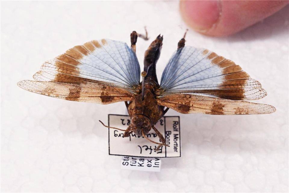 Manche Heuschrecken wie die Blauflügelige Ödlandschrecke können auf den ersten Blick mit Schmetterlingen verwechselt werden.  Uli Deck/dpa