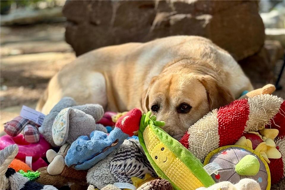 Manche Hunde können aus Gesprächen von Menschen mehr lernen als bisher vermutet.Don Harvey/EurekAlert/dpa