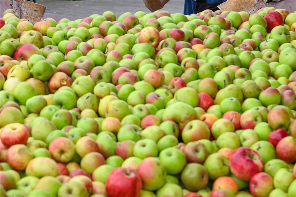 Obstschwemme sorgt für Ansturm auf Mostereien Manche Kunden bringen hunderte Kilo Äpfel zum Mosten. Patrick Pleul/dpa