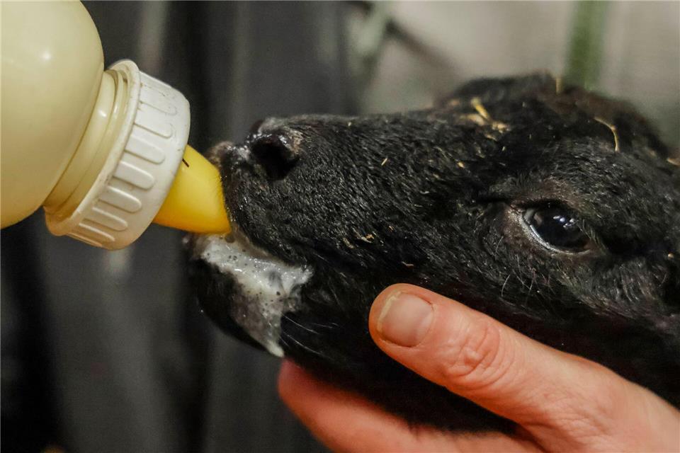 Manche Lämmer werden zugefüttert.Frank Molter/dpa