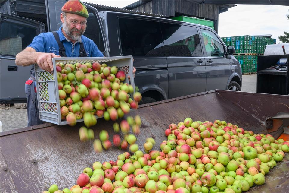 Obstschwemme sorgt für Ansturm auf Mostereien Manche Mostereien - wie in Buckow - mischen die Äpfel. Patrick Pleul/dpa