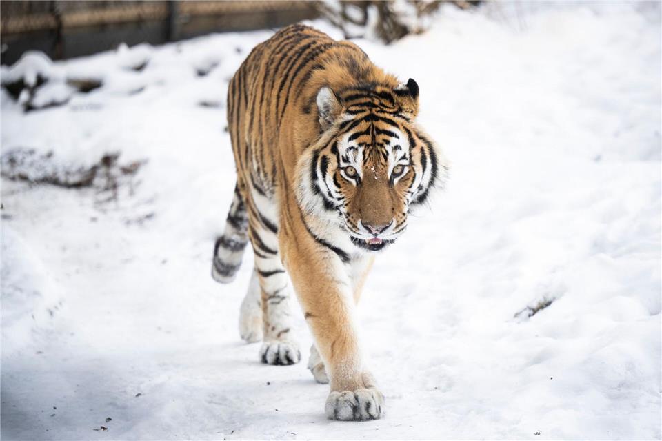 Manche Tiere wie der Sibirische Tiger fühlen sich bei diesem Wetter erst richtig wohl.Philip Dulian/dpa