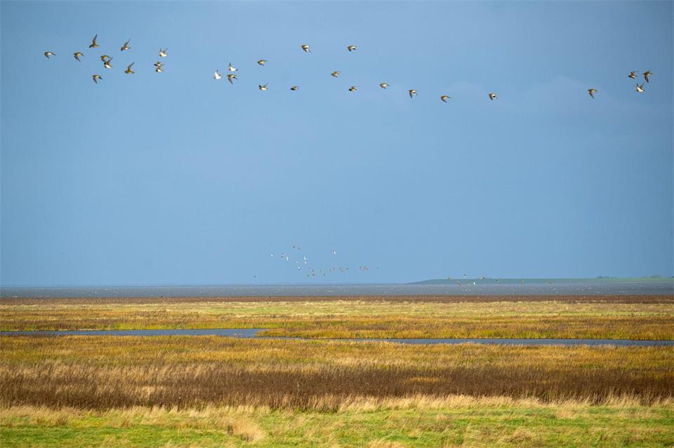 Manche Zugvögel bleiben auch als Wintergäste im Wattenmeer. (Archivbild)Sina Schuldt/dpa