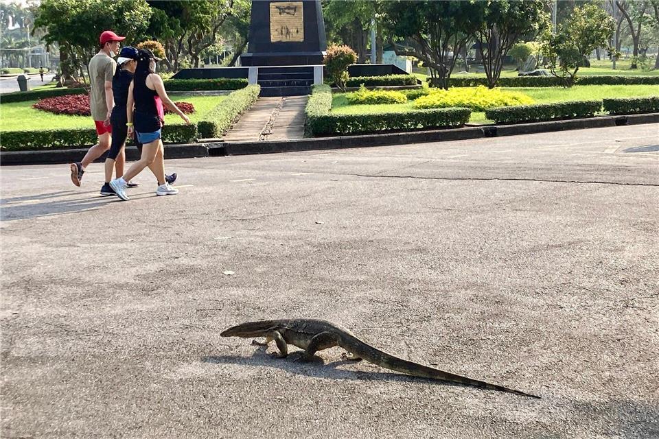 Manche erstarren vor Schreck, andere sind längst an die Riesenechsen in Bangkok berühmtestem Park gewöhnt.Carola Frentzen/dpa